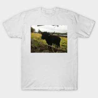 Scottish Highland Cattle Dark Black Bull 2089 T-Shirt